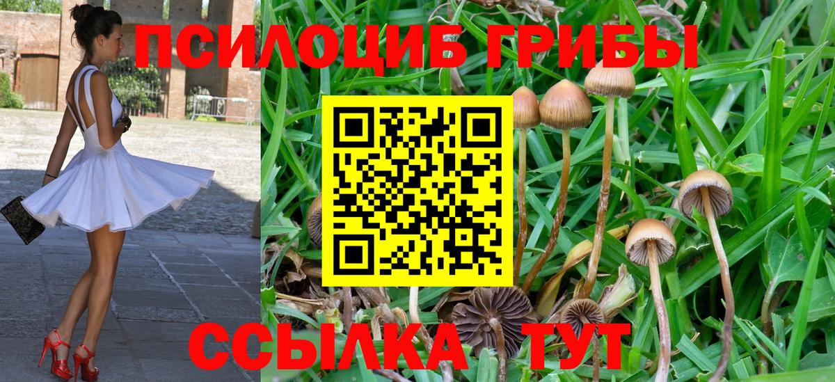 Псилоцибиновые грибы мицелий Новочебоксарск